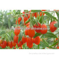 Organic Ningxia Fresh Dried Goji Berries Berry For Healthcare Sale In Bulk